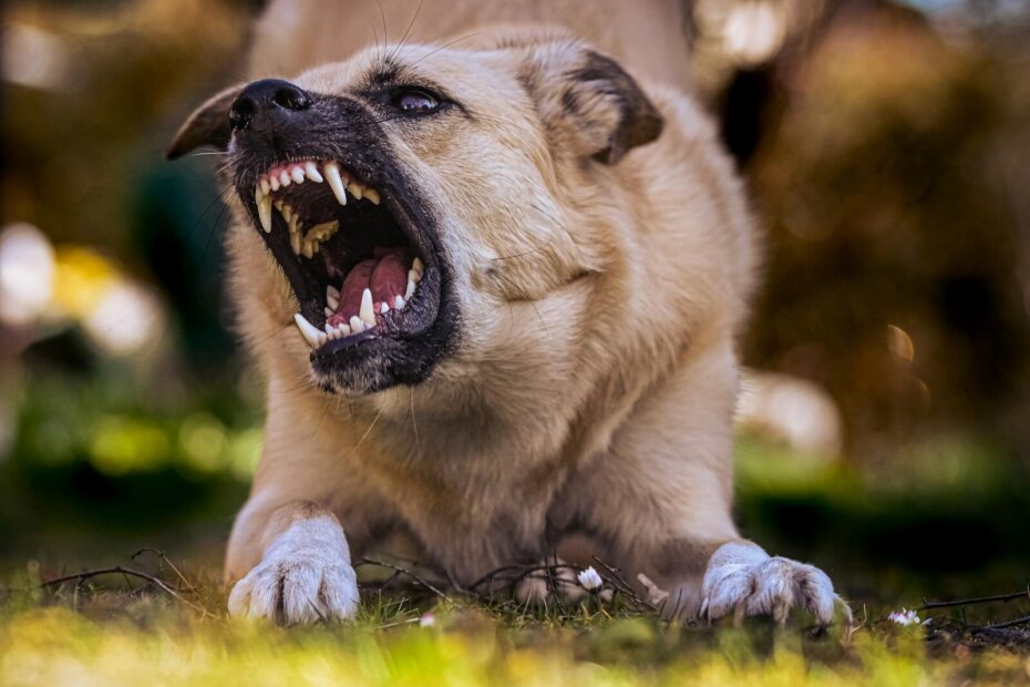 Close-up of a snarling dog showing its teeth in an outdoor environment.