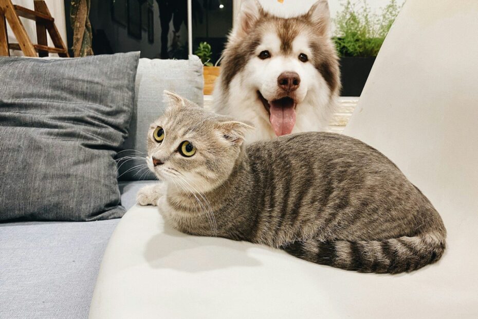 grey tabby cat beside short-coat brown and white dog