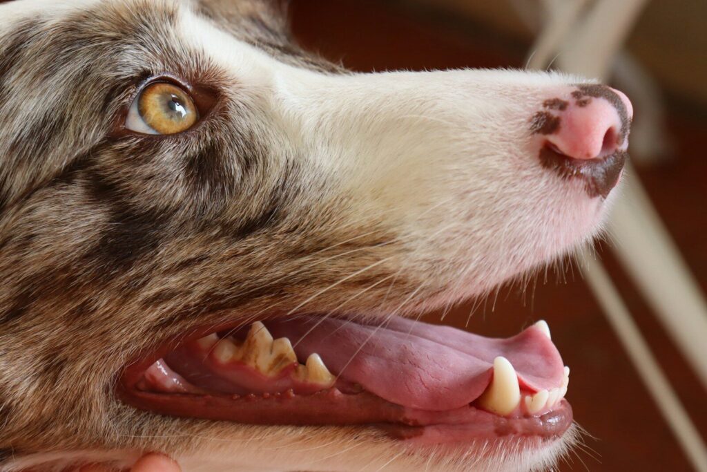 A close up of a dog with its mouth open