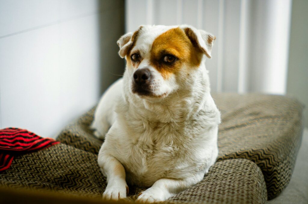 A cute dog is resting on its bed.
