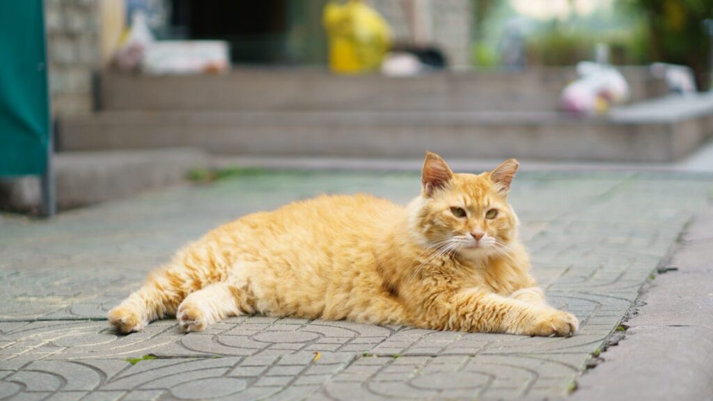an orange cat laying on the ground in front of a building