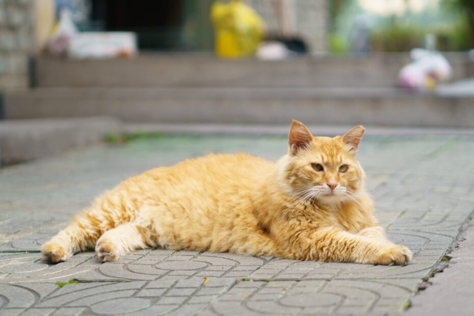 an orange cat laying on the ground in front of a building