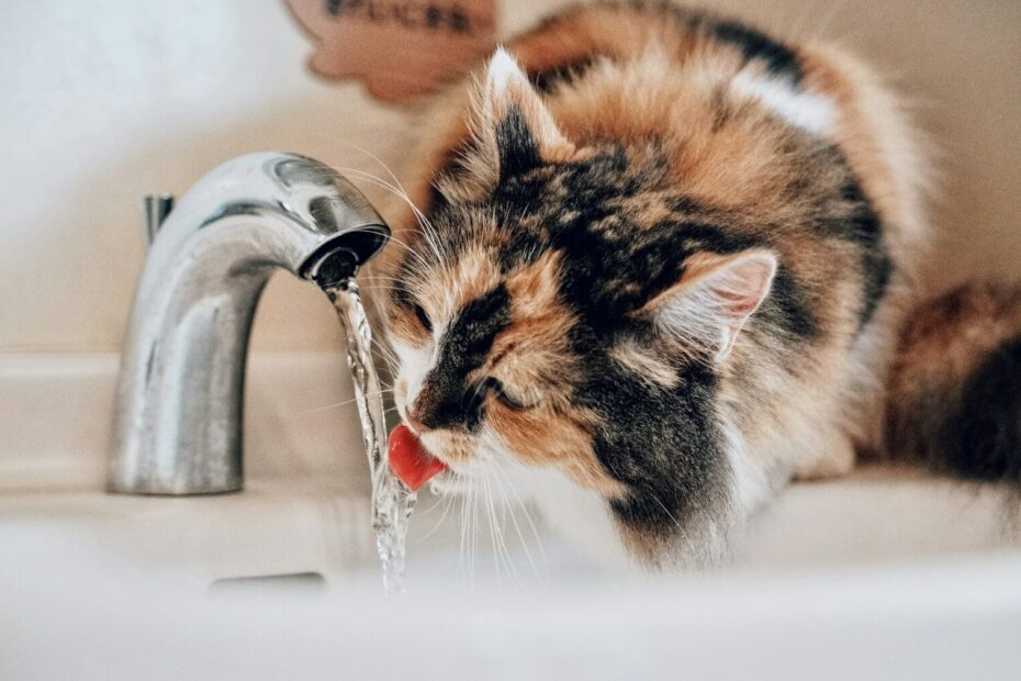 A cat drinking water from a faucet in a bathroom sink