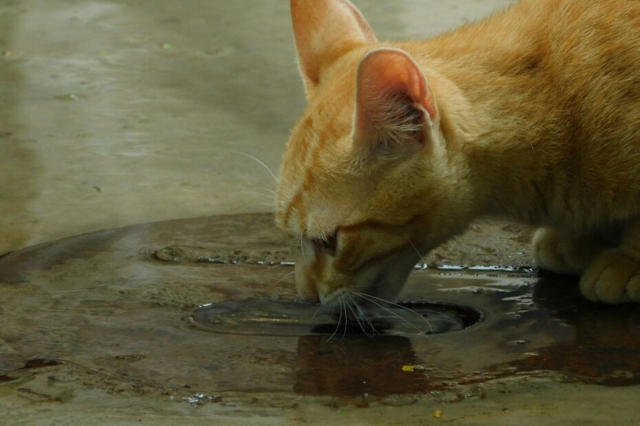 a cat looking at a fish