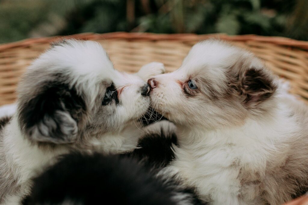 Two fluffy puppies nuzzle in a woven basket.