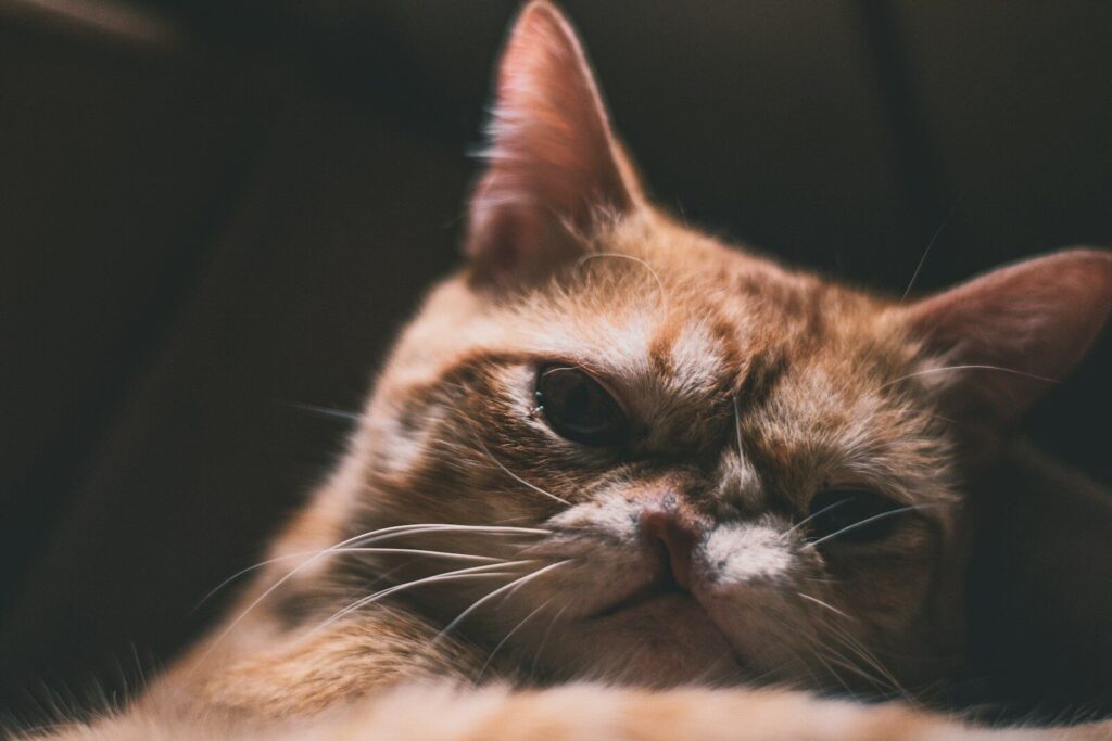 orange cat in close-up photography